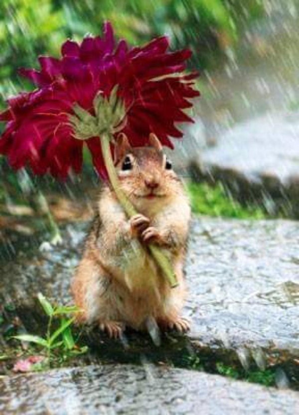 Веселые с цветами