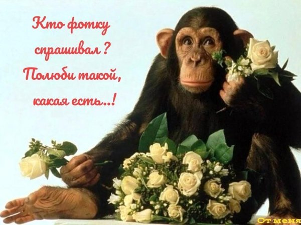 Веселые с цветами