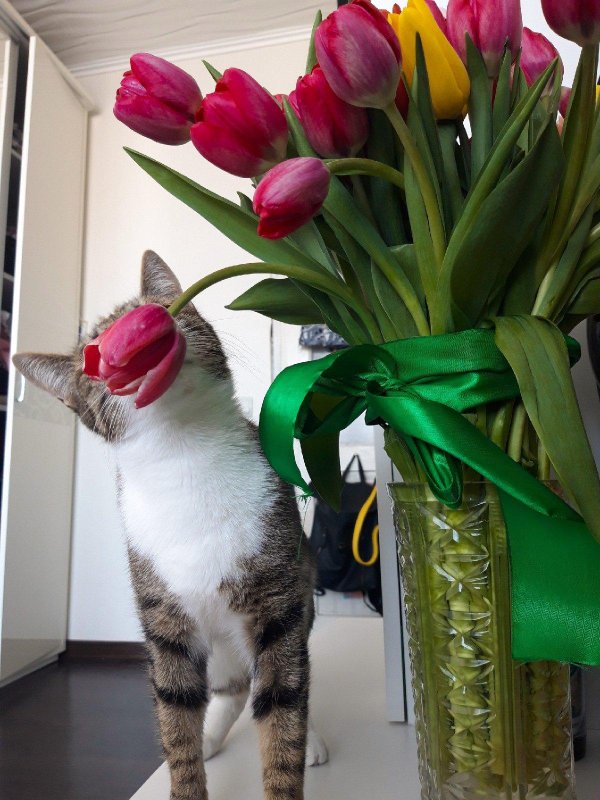 Веселые с цветами