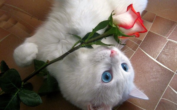 Веселые с цветами