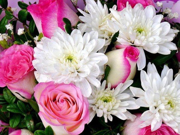 розы хризантемы