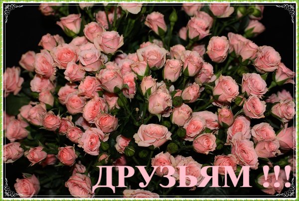 роза кустовая