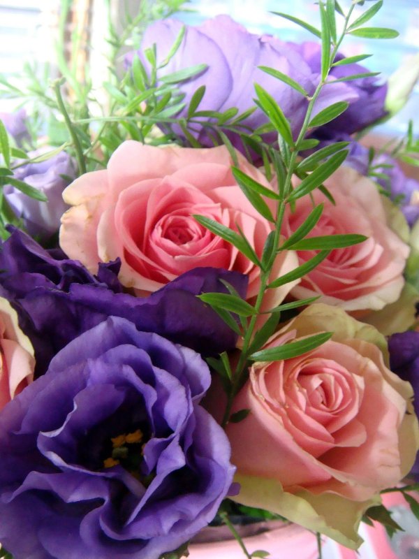 эустома lisianthus