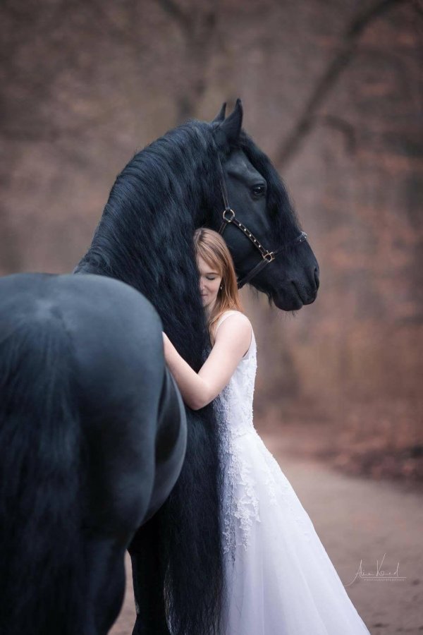 Девушка на лошади