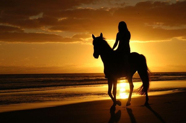 Девушка на лошади