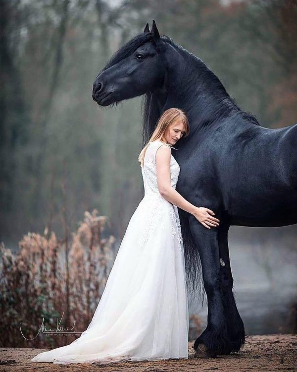 Девушка на лошади