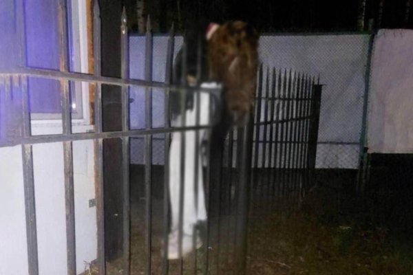 Девушка для детей