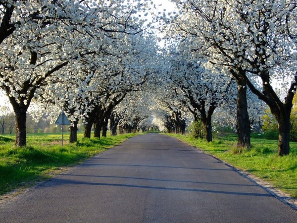 flowering cherry tree