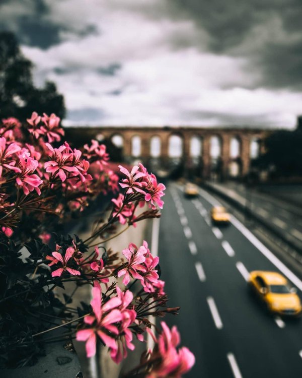 красивая цветок