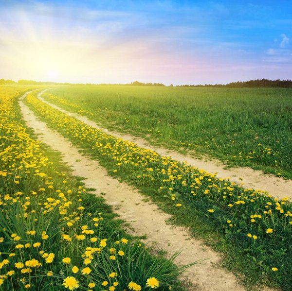 летняя дорога