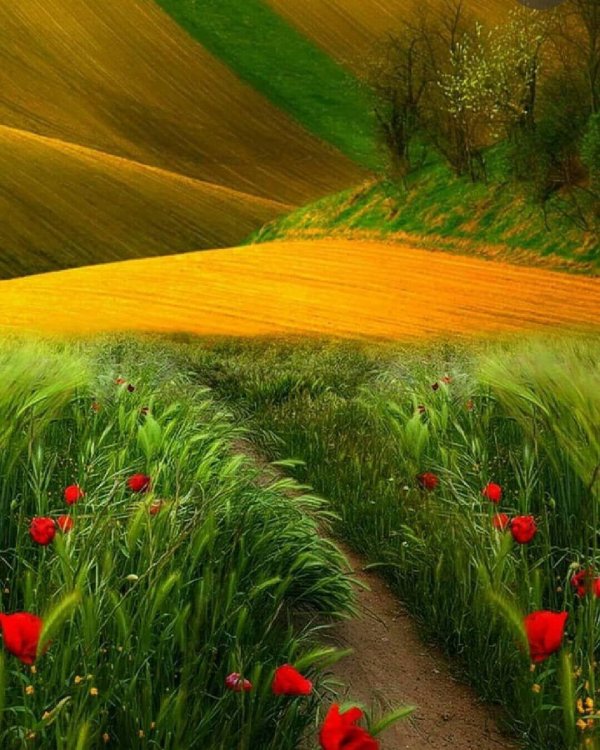 цветочное поле