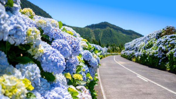 долина цветущих гортензий тайвань