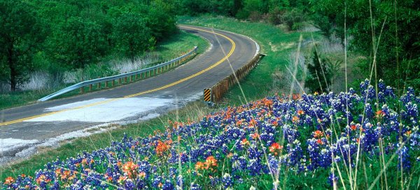 texas wildflower
