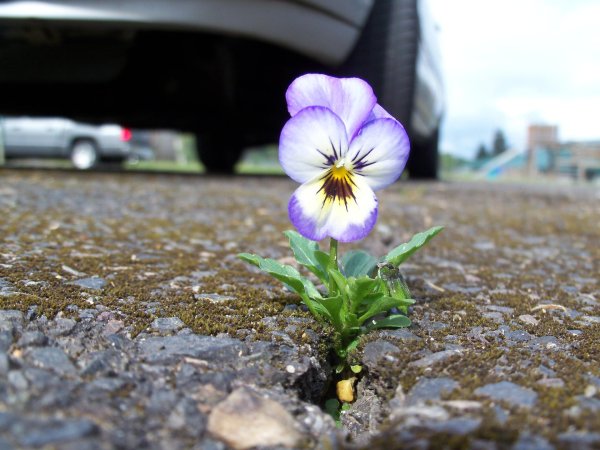 анютины глазки