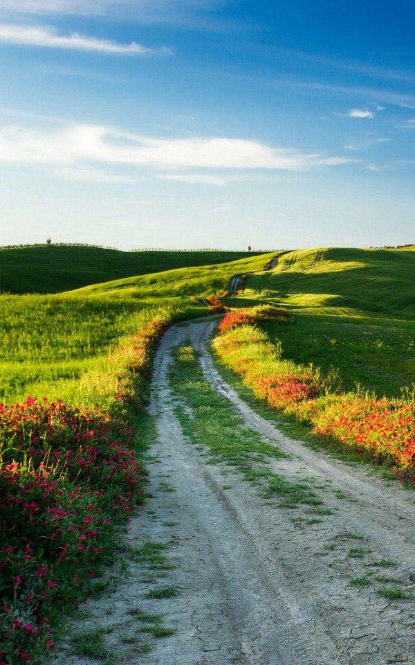 тропинка в поле