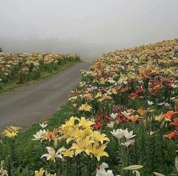 япония сад лилий токородзава