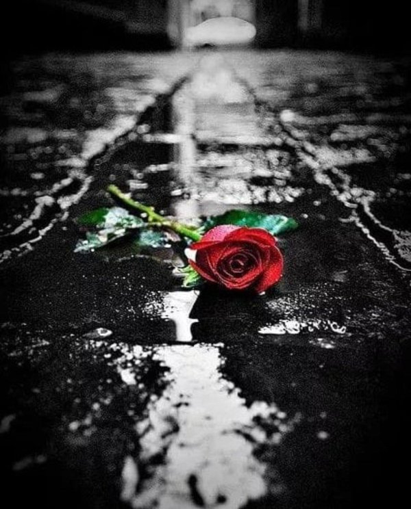 роза печали