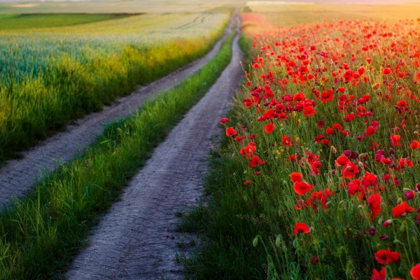 цветы вдоль дороги