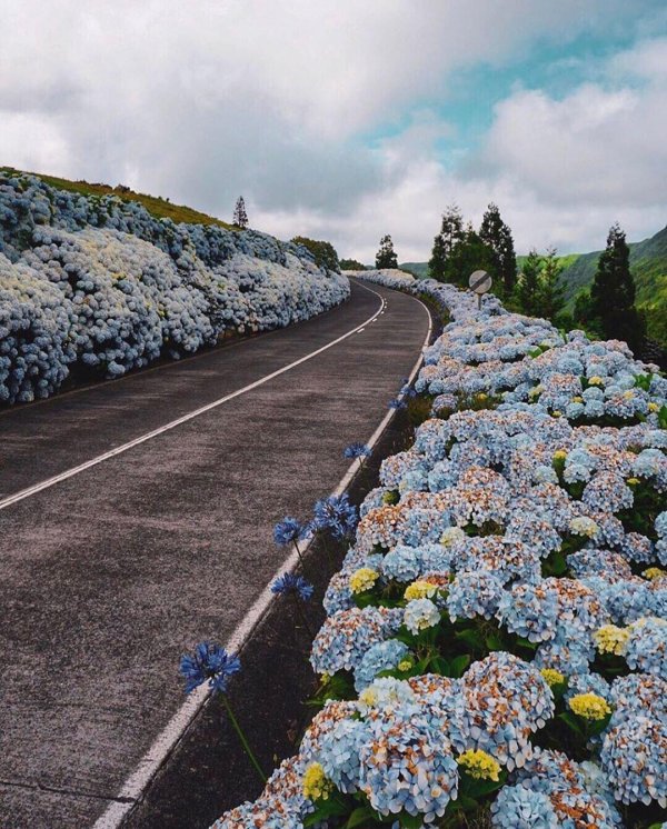 крупнолистная гортензия