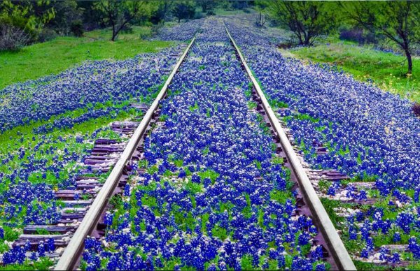 texas bluebonnet