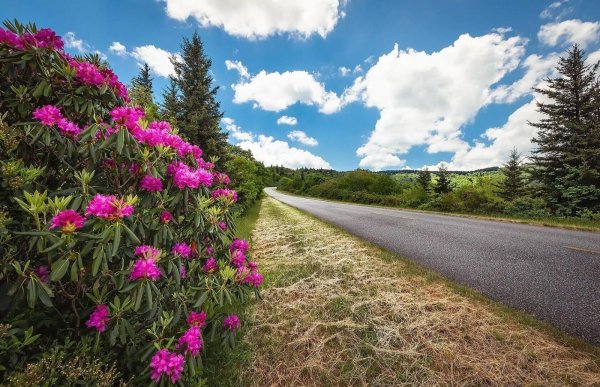 рододендрон кавказский заповедник