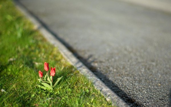 тюльпан красный