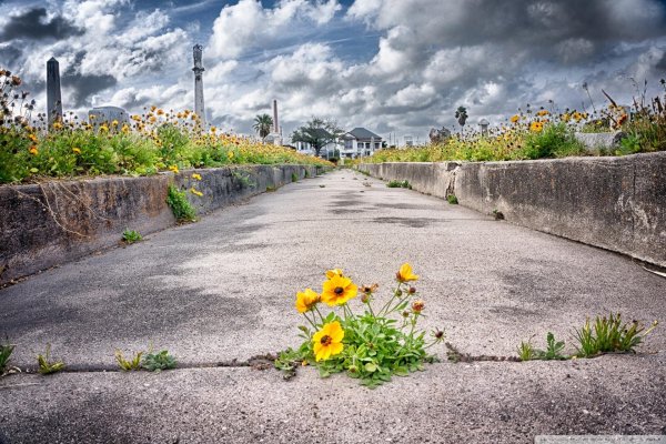 росток пробивается сквозь асфальт