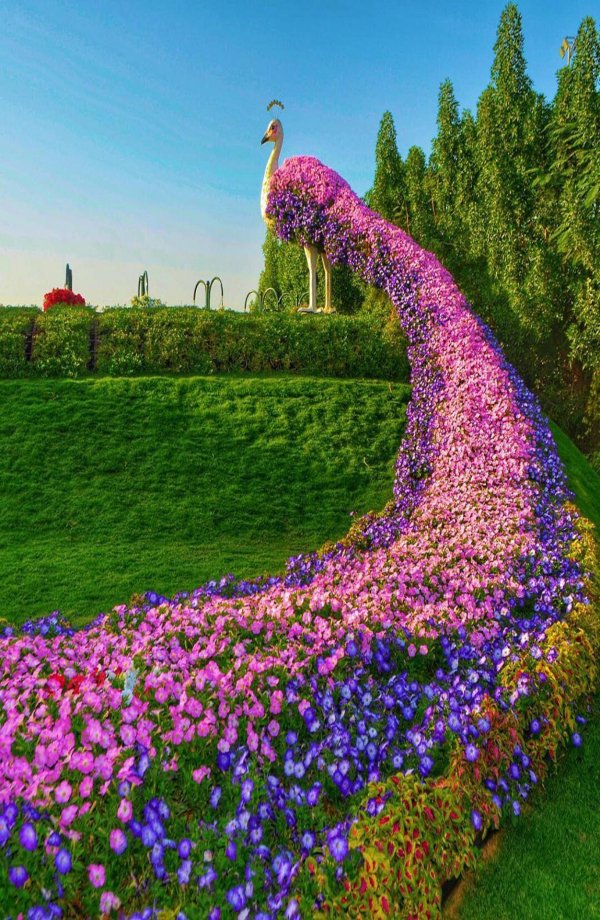 топиари павлин