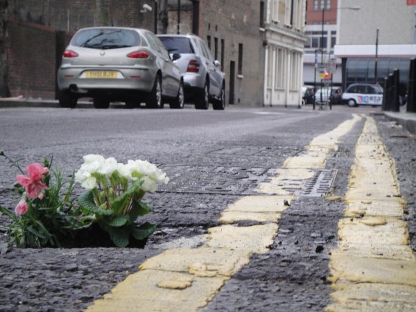 цветок из асфальта