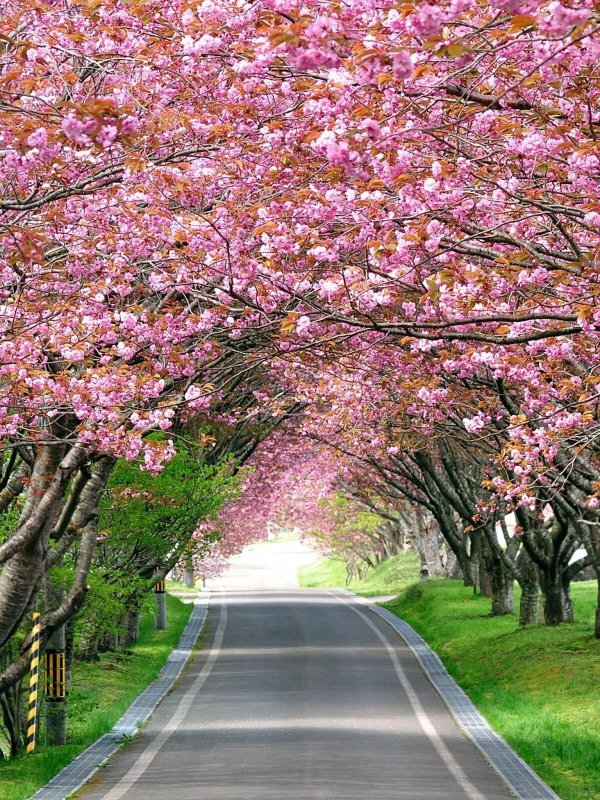 цветущие деревья