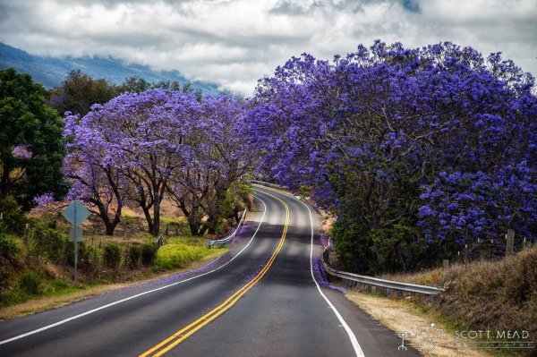 дерево жакаранда