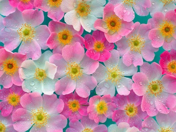 обои на телефон цветы