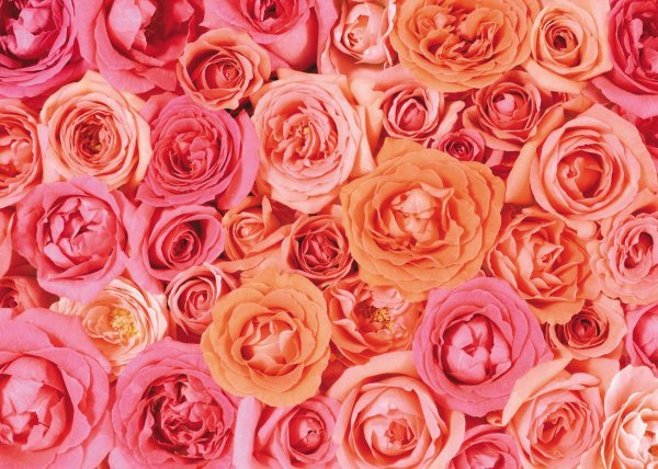 розы пинк фловерс