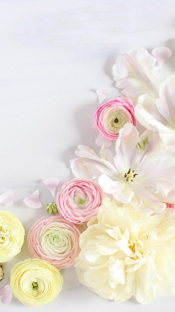 ранункулюс белые