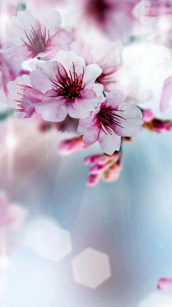 сакура цветки