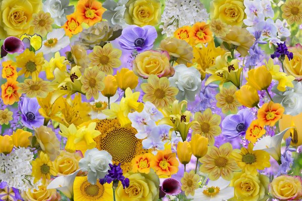 красочные цветы