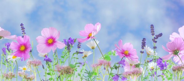 cosmos flower