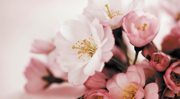 нежные цвета