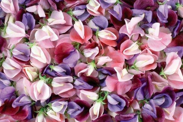 душистый горошек