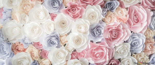 розы пастельных