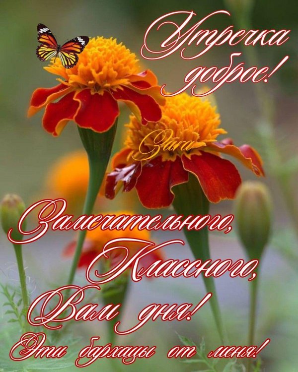 бархатцы цветки