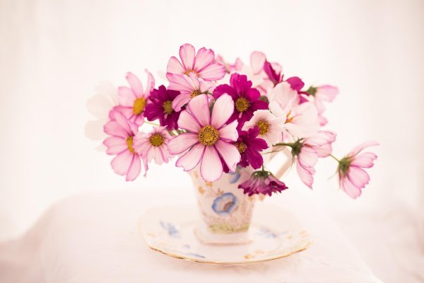 космея вайт