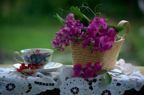 душистый горошек