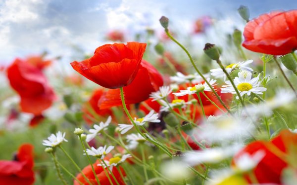 полевой цветок