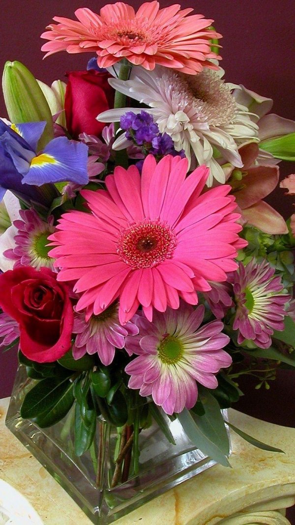 гербера мариатта