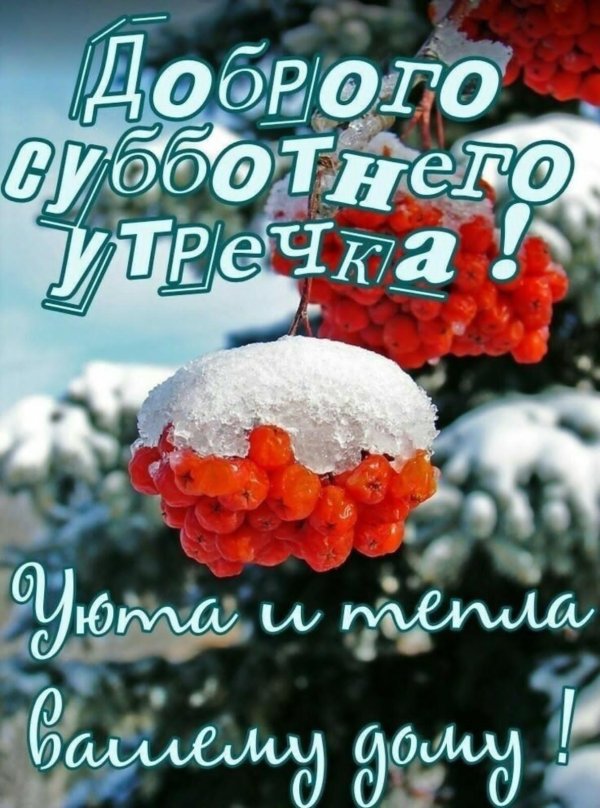 рябина в снегу