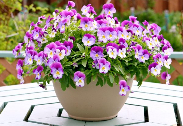 анютины глазки