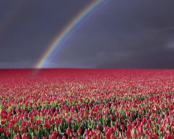 тюльпаны голландия