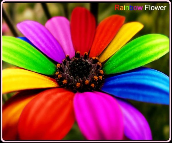 рейнбоу цветок
