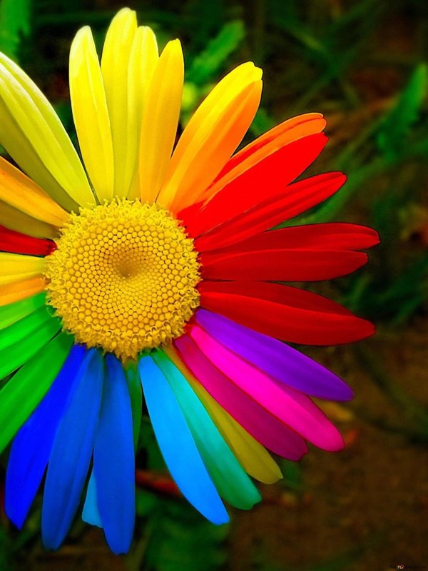 цветная ромашка